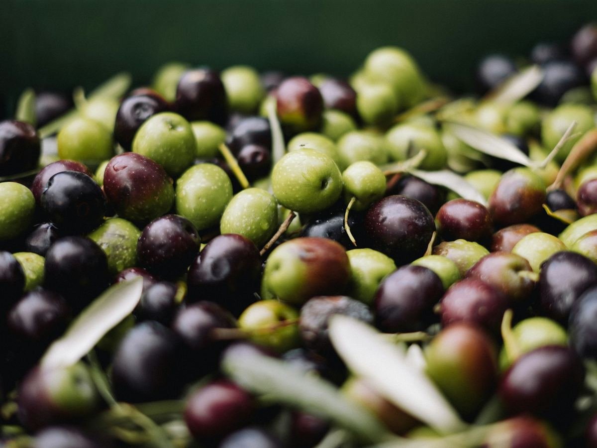 Fresh Spanish green and black table olives